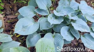 Синяя хоста Блю Шалк (Blue Chalk), редкая хоста в наших садах
