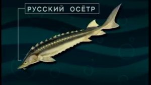 Каков состав отряда Осетрообразные (Sturgeons, Paddlefishes) — Acipenseriformes Berg, 1940 ?