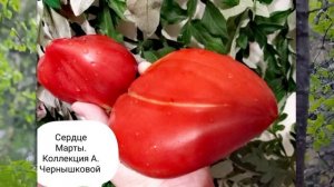 Сорта томатов из моей коллекции.... Очередная порция вкусноты....