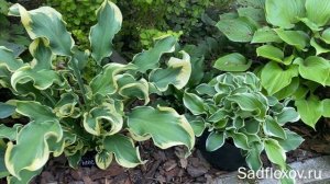 Хоста Let's Twist Again и ее сравнение с хостой Wheee