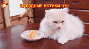 Нарядные Котики расслабляются на солнышке 🌞 🐈🐈🐈 (379)