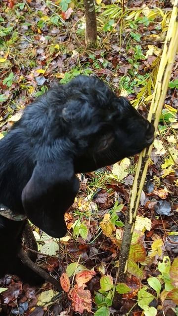 Наш козлик Малыш