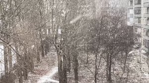 Снежок идёт 🌨️🌧️❄️🌲