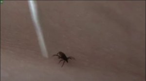 Антоша и Клещ