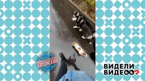 Бездомный кот Амур и хаски Саманта. Видели видео? Фрагмент выпуска от 23.11.2025