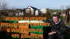 Финальный осмотр пчел перед зимовкой