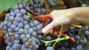 Урожай упал треть: винодельческая отрасль Франции погрузилась в кризис