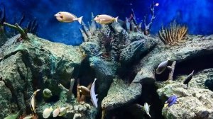 В океанариуме Фукуока можно залипнуть