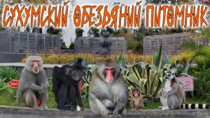 СУХУМСКИЙ ОБЕЗЬЯНИЙ ПИТОМНИК