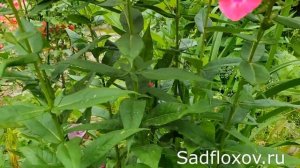 Флокс Варьете моей селекции расцвел одним из первых