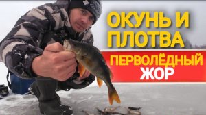 Вся рыба в одной лунке. Первый лёд радует хорошим уловом.