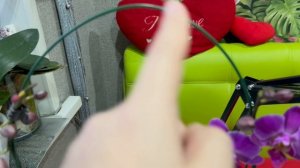 Расстаюсь с орхидеями