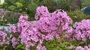 Флокс для срезки Плюмаж, селекции Т.П. Шаповал