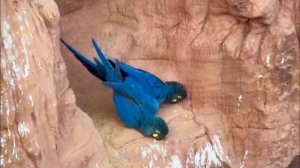 Малый гиацинтовый ара (Anodorhynchus leari)