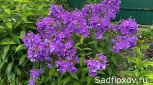 Флокс Лефортово моей селекции