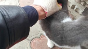 Кошка приблудилась