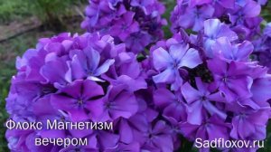 Новый флокс Магнетизм моей селекции