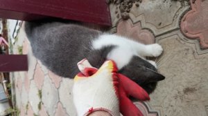 Кошка приблудилась