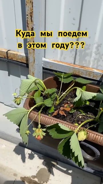 Куда мы поедем этим летом??? #миливанили #ванильнаясемья смотреть онлайн