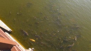 сколько много рыбы