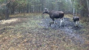 Лосенок с мамой попали в объектив фотоловушки в природном парке в Башкирии