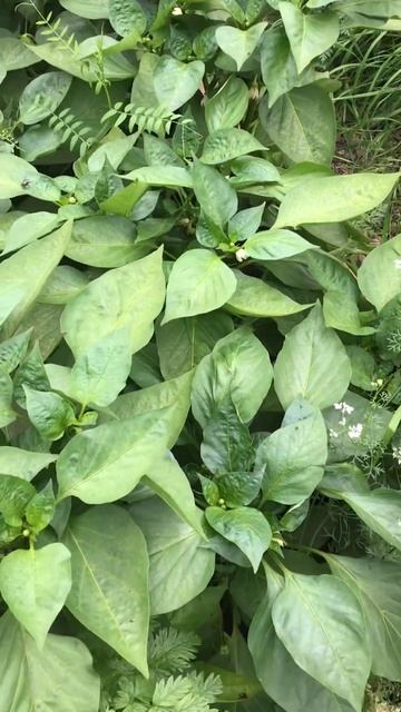 Ленобласть. Хвойное. 15.07.2024. Перец в теплице, на даче.