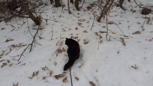 Котик Мишка на прогулке.