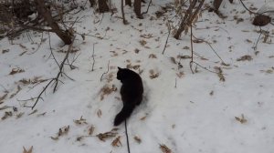 Котик Мишка на прогулке.