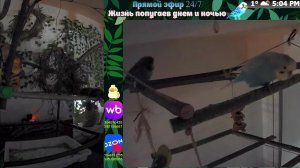 Волнистые попугаи 🦜🦜🦜 | авиарий на балконе📍