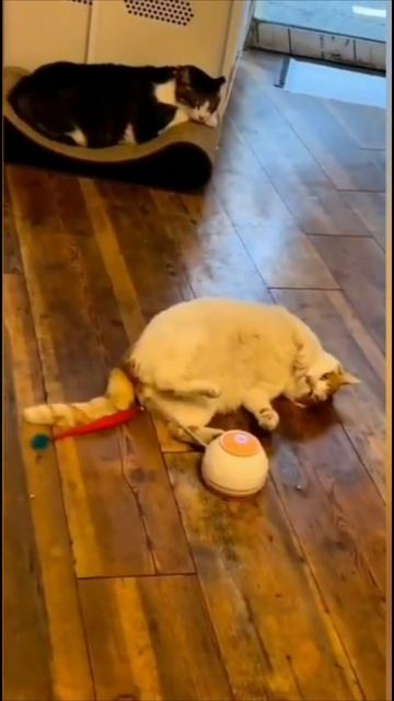 Смешные коты #93-3