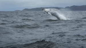 ТЕРИБЕРКА. БАРЕНЦЕВО МОРЕ. ГОРБАТЫЕ КИТЫ И ХОЛОДНАЯ ВЕТРЕНАЯ ПОГОДА. Июль 2025 г.