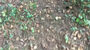 #наш красивый лес и еще тепло