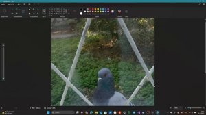 Сделал программу golub_vorkuet на Python