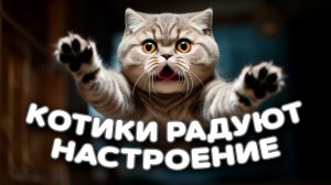 Весёлые котики. Поднимут настроение на 150%!