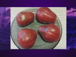 Томаты Польской селекции.  Новинки 2025 гола. Часть 2 . т. 89229284031