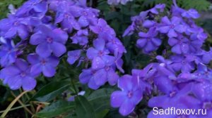 Синеющий флокс Каватина моей селекции после дождя