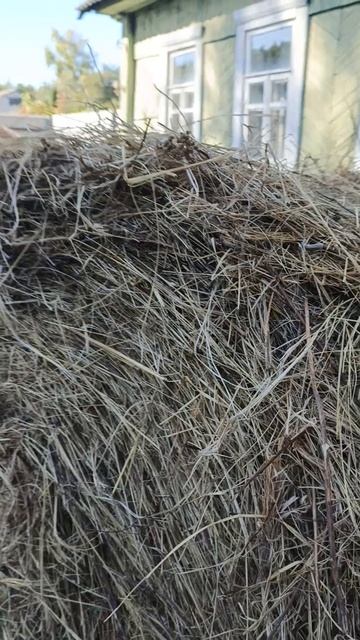 Привезли нашим козочкам сено....ура!!!