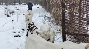 Оранский козовод представляет...
