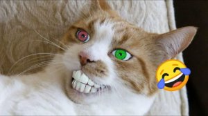 СМЕШНО ДО СЛЕЗ 😹😍 СМЕШНЫЕ КОТЫ, ЛУЧШИЕ ПРИКОЛЫ С КОТАМИ, КОШКИ, СОБАКИ , ЖИВОТНЫЕ