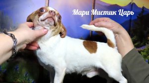 #продаючихуахуа #цены ОТ 25 тр #купитьщенкачихуахуапродаю +79215950848