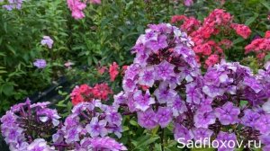 Флокс Авангард селекции Елены Ильиной