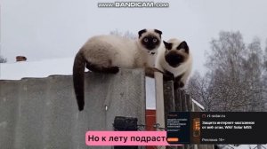 Королева знакомит со своим котенком