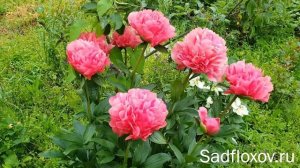 Пять пионов, которые не оставят вас равнодушными