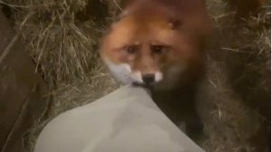 Лиса-Алиса. Лис Игнис хочет примерить штаны