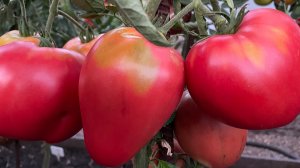 5 самых скороспелых, крупноплодных и сердцевидных томатов!