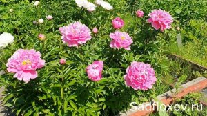 Прекрасный, розовый пион Норми (Normie) снова радует своими цветами