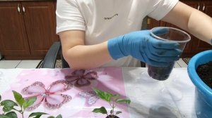 Черенки вегетативных цветов укоренились! Пора  рассадить по стаканчикам.