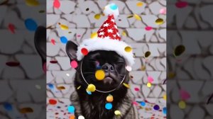 был котом стал собакой