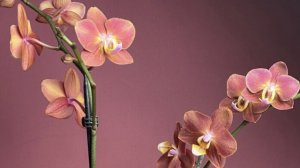 24-11-2025.Пересадка орхидеи Горизонт в кору с добавлением нового ингредиента.