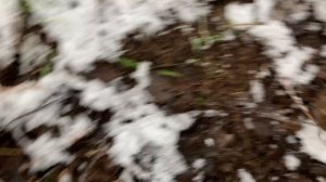 В поисках листового распада.